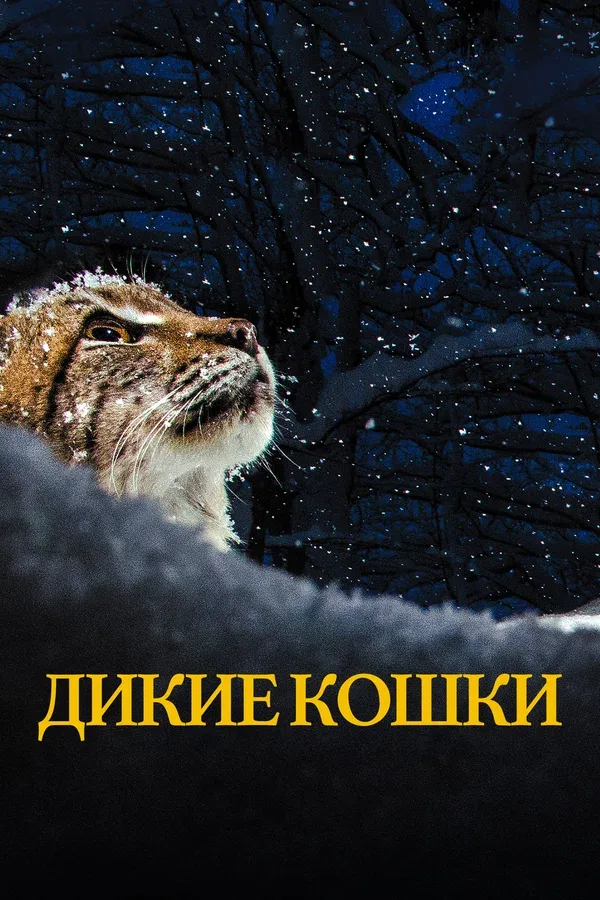Постер «Дикие кошки»