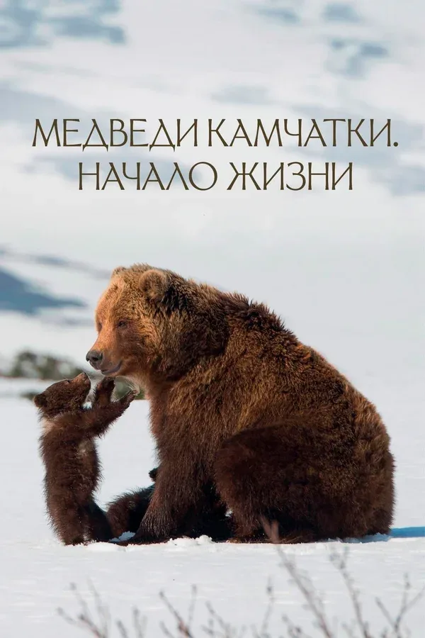 Постер «Медведи Камчатки. Начало жизни»