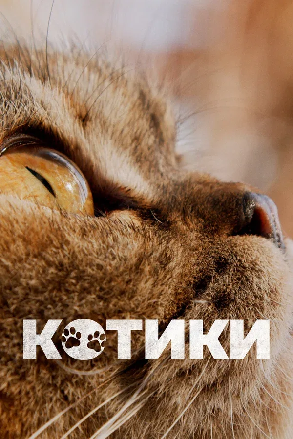 Постер: Котики