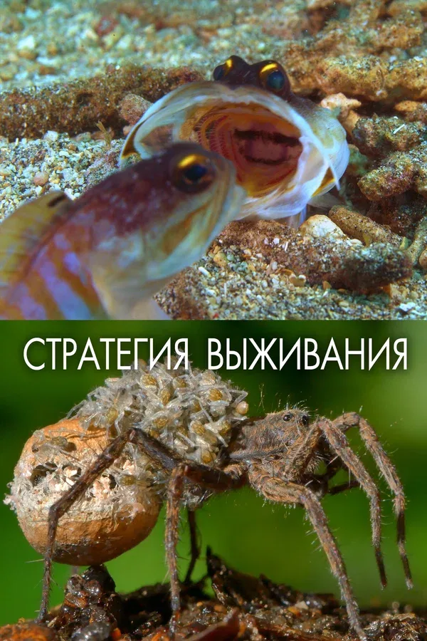Постер: Стратегия выживания