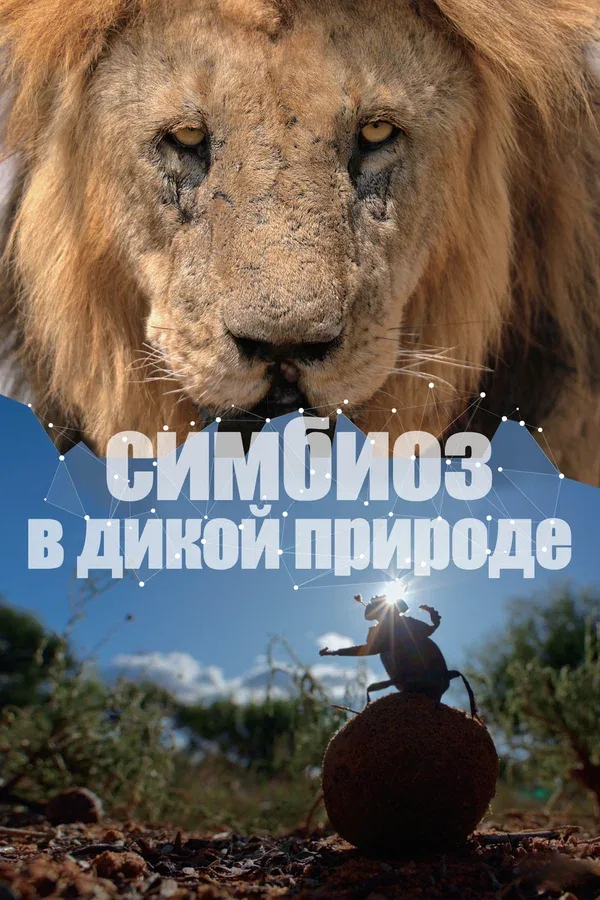 Постер: Симбиоз в дикой природе