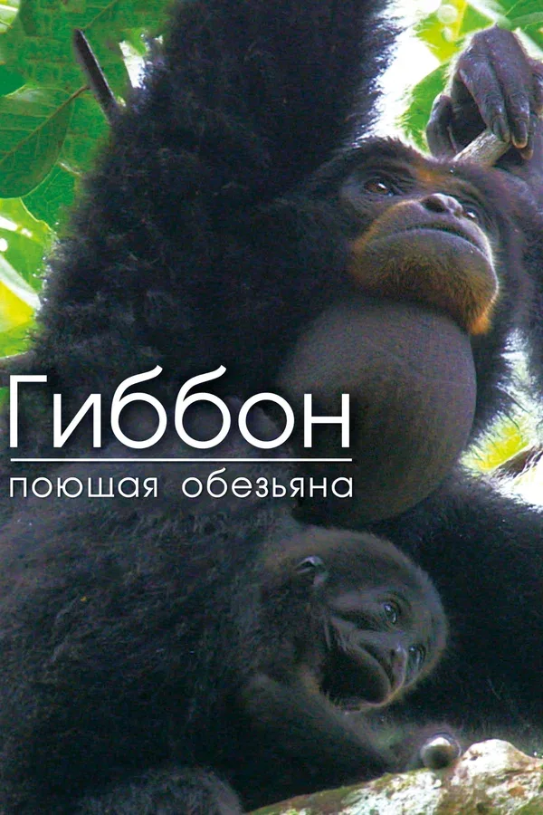 Постер «Гиббон — поющая обезьяна»