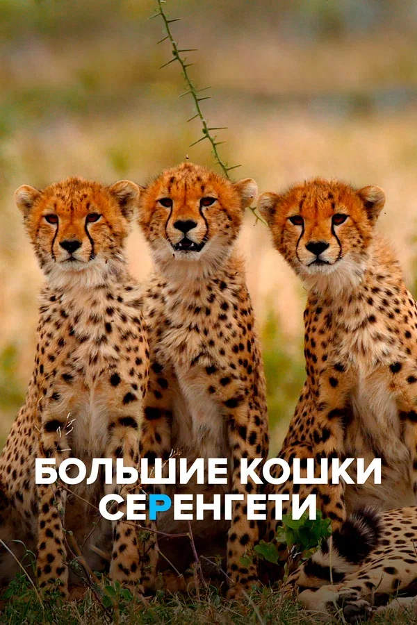 Постер «Большие кошки Серенгети»