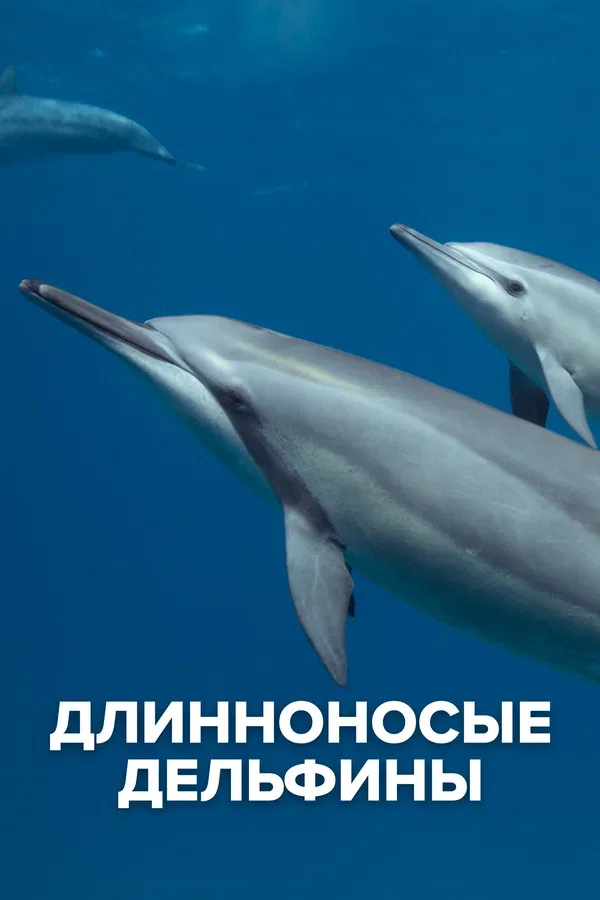 Постер «Длинноносые дельфины»