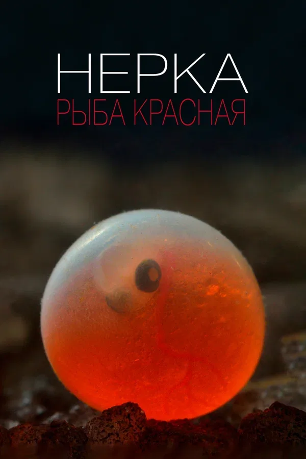 Постер: Нерка. Рыба красная