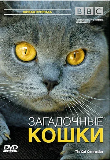 Постер «BBC: Загадочные кошки»