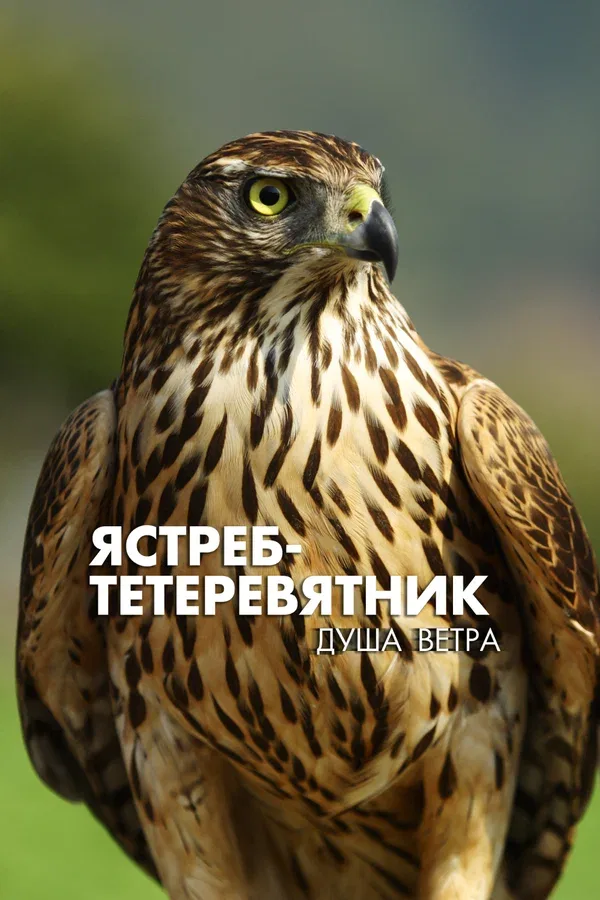 Постер: Ястреб-тетеревятник. Душа ветра