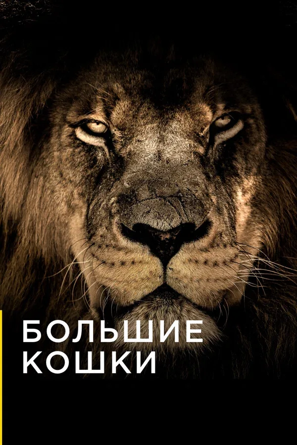 Постер «Большие кошки»