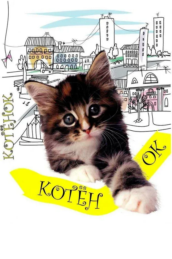 Постер «Котенок»