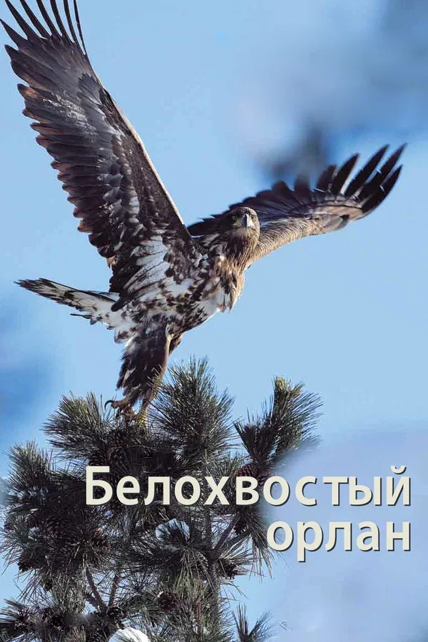 Постер «Белохвостый орлан»