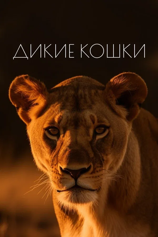 Постер «Дикие кошки»