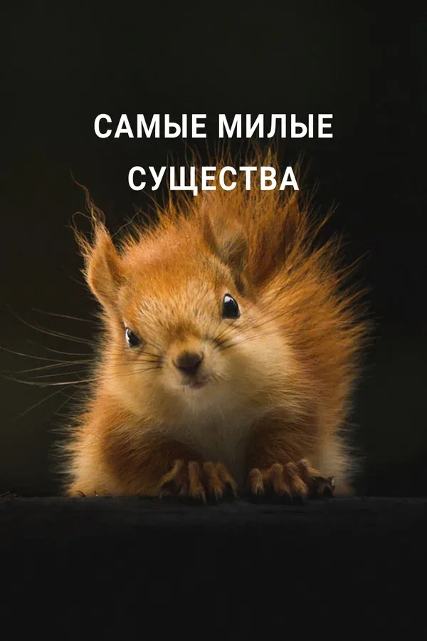 Постер «Самые милые существа»