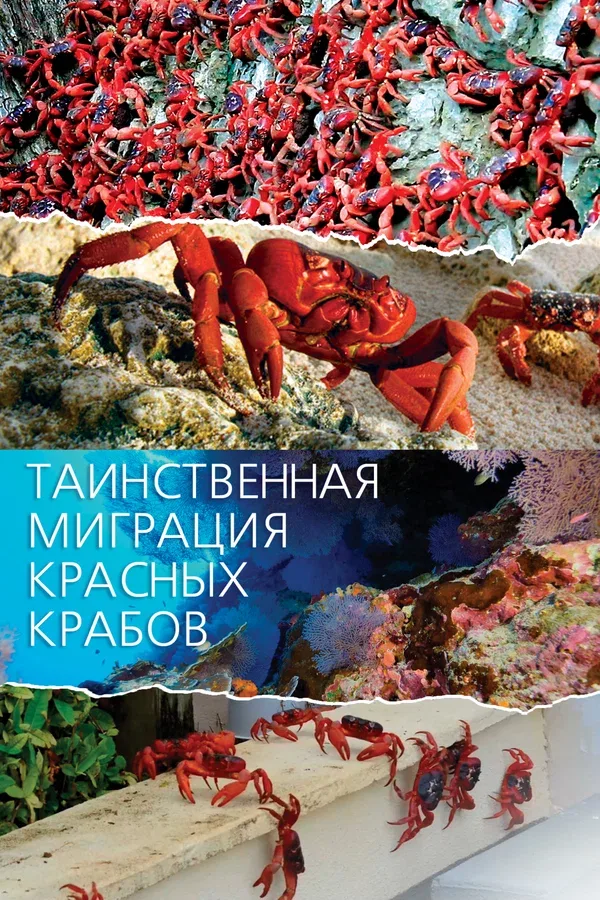 Постер: Таинственная миграция красных крабов