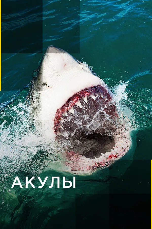 Постер «Акулы»