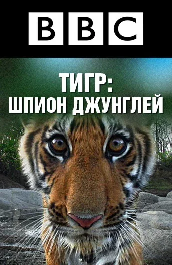 Постер «BBC: Тигр – шпион джунглей»