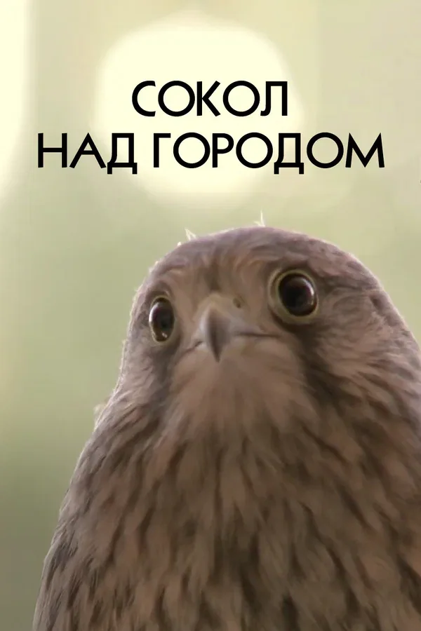 Постер: Сокол над городом