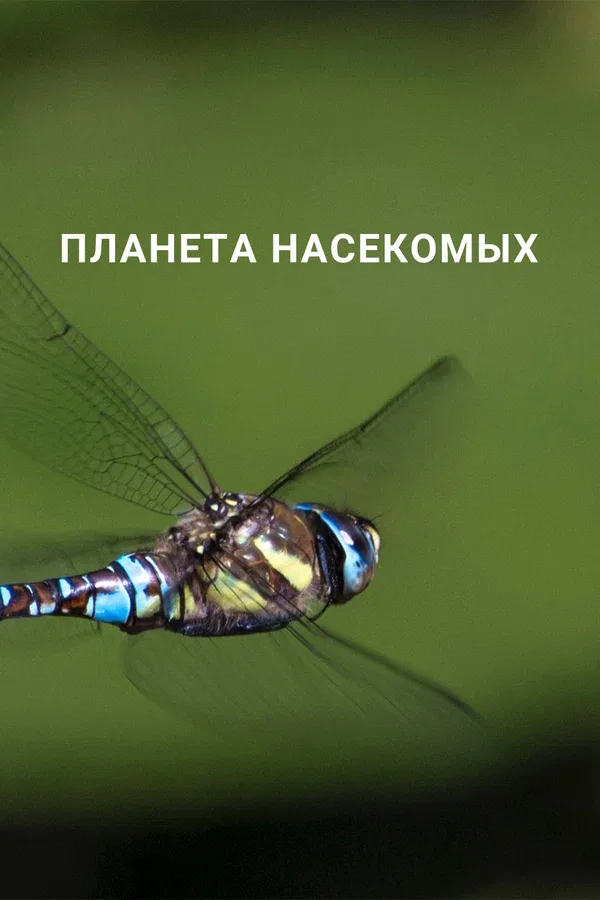 Постер: Планета насекомых