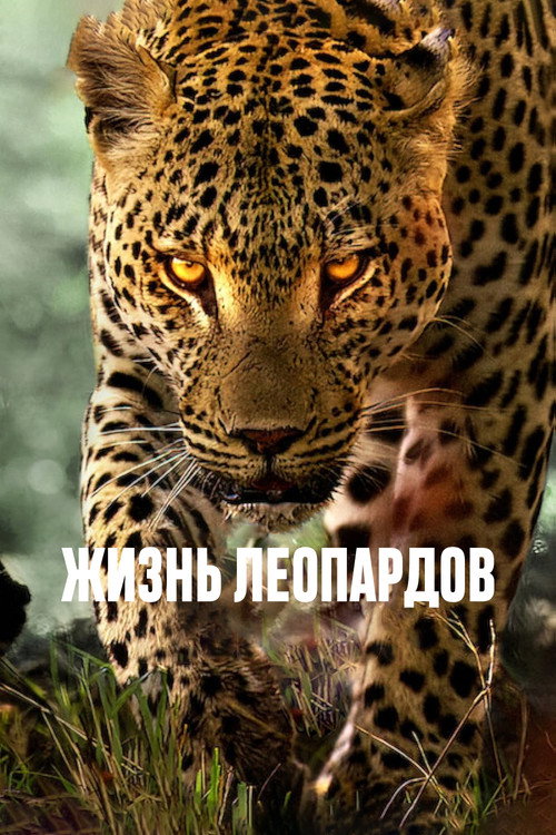 Постер: Жизнь леопардов
