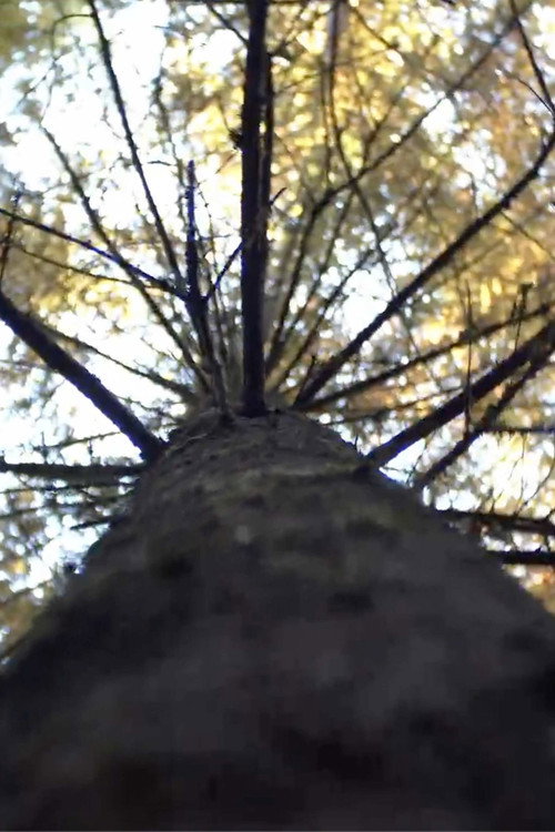Постер «Forest»