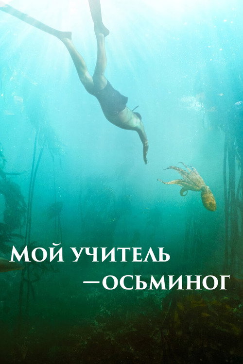 Постер «Мой учитель – осьминог»