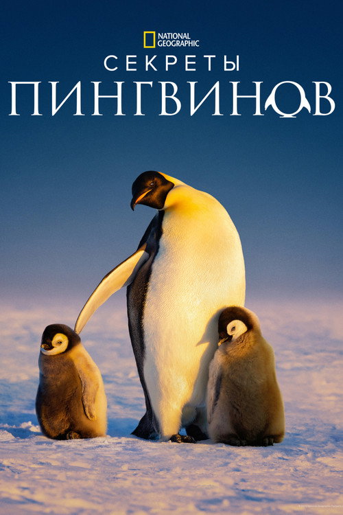 Постер «Секреты пингвинов»